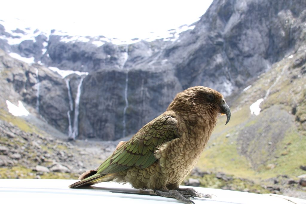 Kea