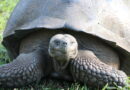 I skildpaddernes rige – en sejltur  blandt Galapagosøerne