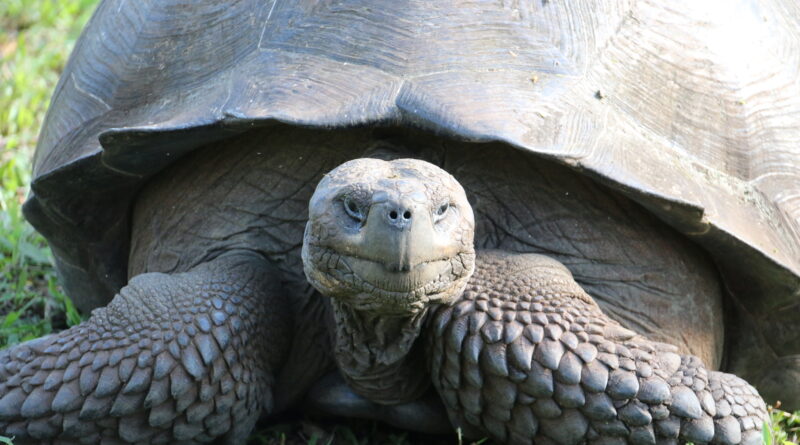 I skildpaddernes rige – en sejltur  blandt Galapagosøerne